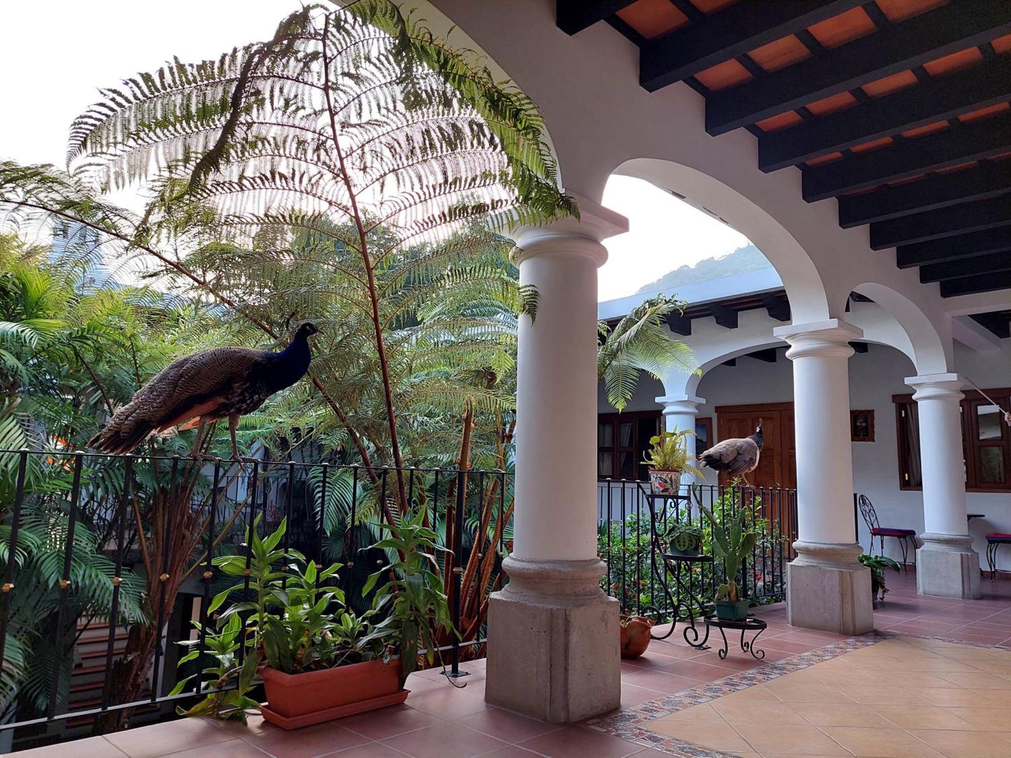 Hotel Y Jardines Casa Buho Antigua Ngoại thất bức ảnh